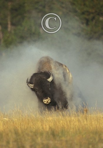 Bison Running DM0300